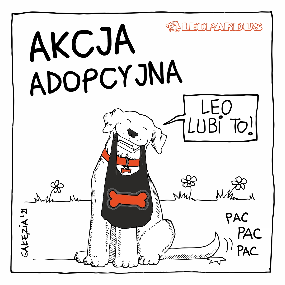 Akcja Adopcyjna w Leopardus